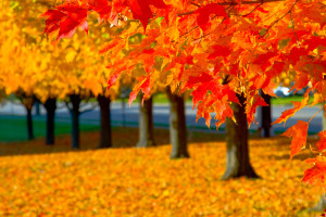 Fall-leaves1-300x200 Gutter Talk